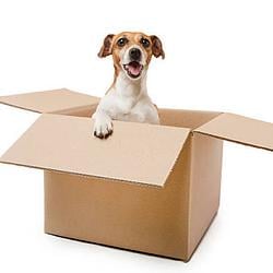 dogbox