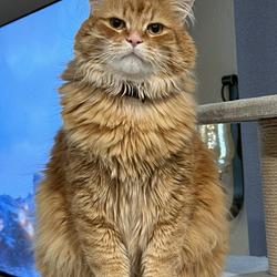 OrangeCat