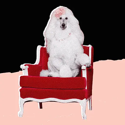 POODLE