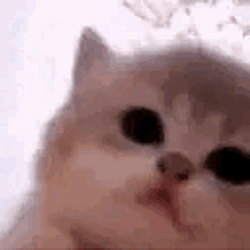 kittyjam