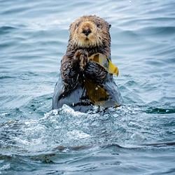 OTTER / SOL