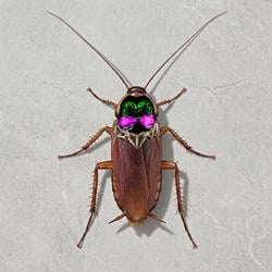 ROACHBRAIN
