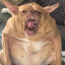 DDOG