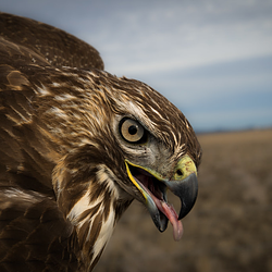 FEDHAWK / WETH