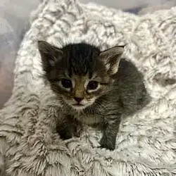 SOLCAT