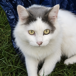 CATO / SOL