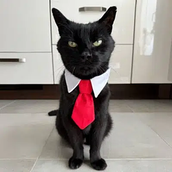 PÉPITO / SOL