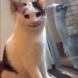 猫币 / BNB