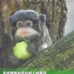 SUNWUKONG