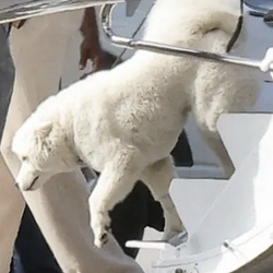 SwiftDog / SOL