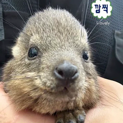 감자