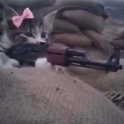 AK47CAT