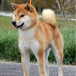 akitainu