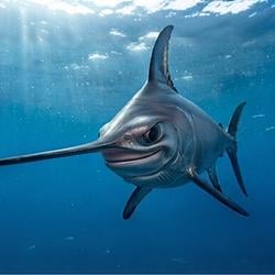 swordfish