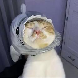 PABLO