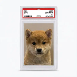 DOG#001