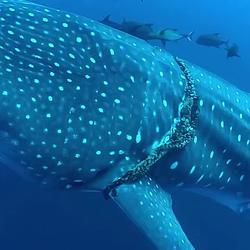 WHALE
