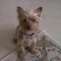 TINKERBELL