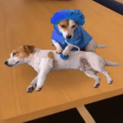 dogtor