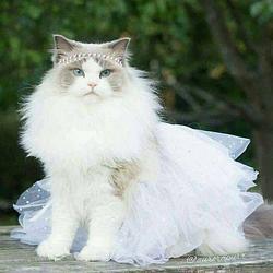 $BCAT