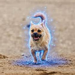 Gobi