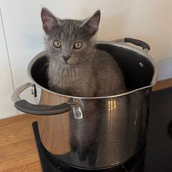 NEKO