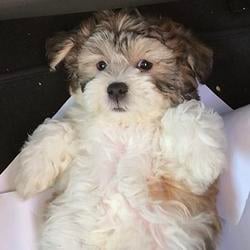 Louie