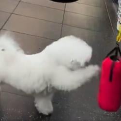 PUNCHDAWG