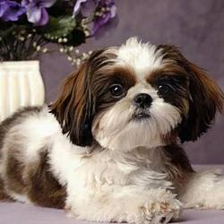 Shih Tzu
