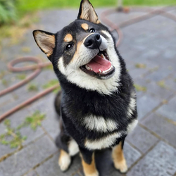 Hachi