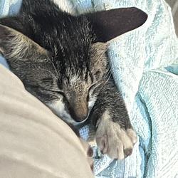 CATSOL