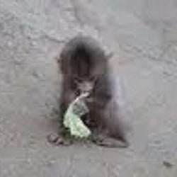 NUTS