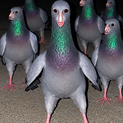 Pigeon G