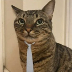 TRENCHCAT