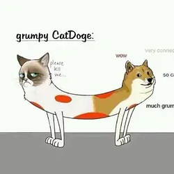CatDoge / SOL