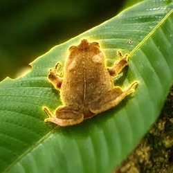 The Toad