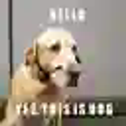 DELLDOG / WETH 0.25%