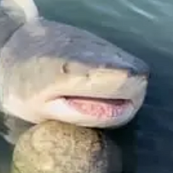 부캉이
