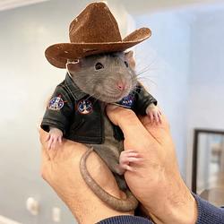 MUSKRAT