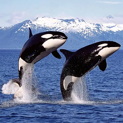 Orca