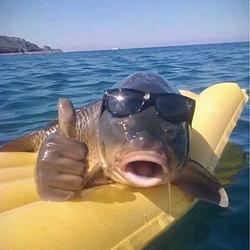 GoodFish