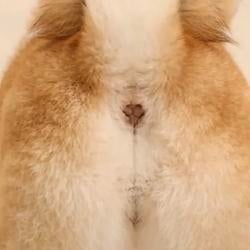 INU