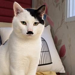 KITLER