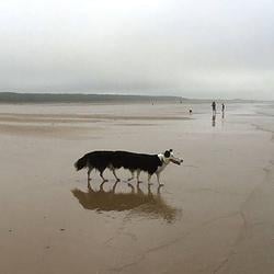 LONGDOG