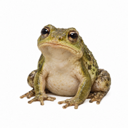 CashFrog
