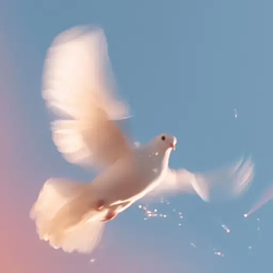 DOVE
