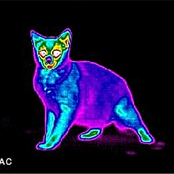 NasCat
