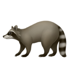 🦝 / SOL