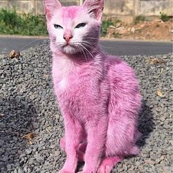 PINKY