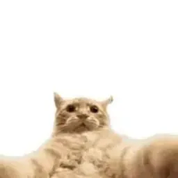Snapcat